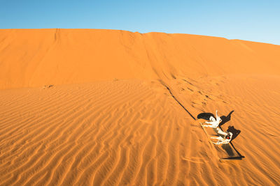 Snow board left on a dune in the erg chebbi desert, morocco. sandboard