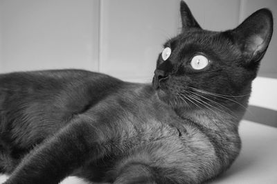 Close-up of cat looking away at home