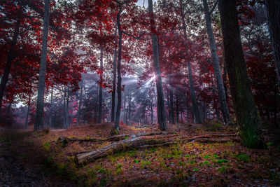 Trees in forest during autumn