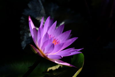 Close-up of lotus water lily