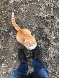 Low section of person standing on cat