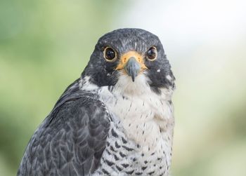 Close-up portrait of falcon