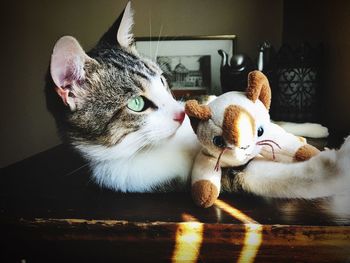 Portrait of cat relaxing on table at home