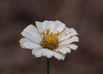 Close-up of white flowering plant