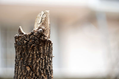 Close-up of tree trunk