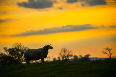 View of a horse on field during sunset