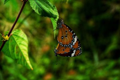 Close-up of butterfly pollinating