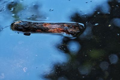 Close-up of wet puddle