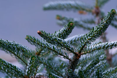 Close-up of pine tree branch during winter