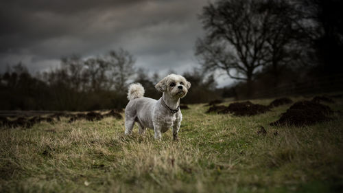 Close-up of dog on grassy field