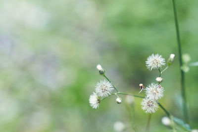 Close-up of flowers against blurred background
