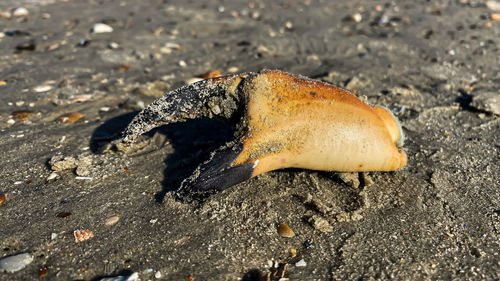 High angle view of crab on sand