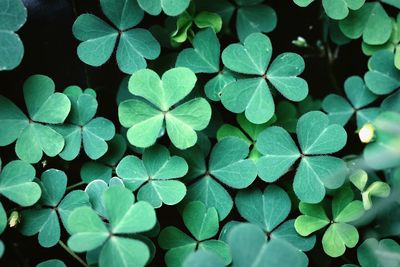 Shamrock , clover leaves for green background with three-leaved shamrocks. st patrick's day