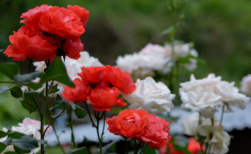 Close-up of red roses