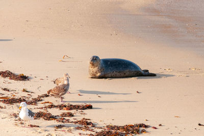 High angle view of bird on beach