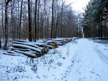 Bare trees on snow field against sky