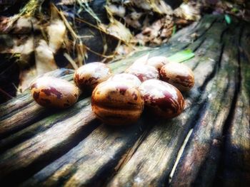 Close-up of onions on wood