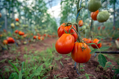 Close-up of orange fruits on field