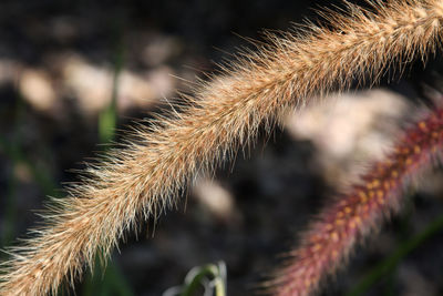 Close-up of plant against blurred background