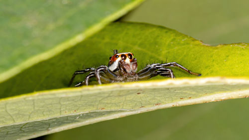 Close-up of insect on leaf