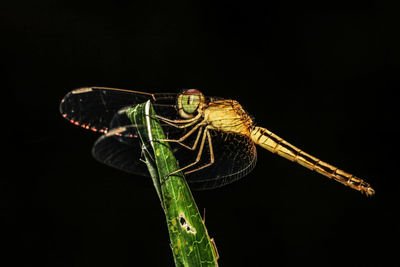 Close-up of dragonfly over black background