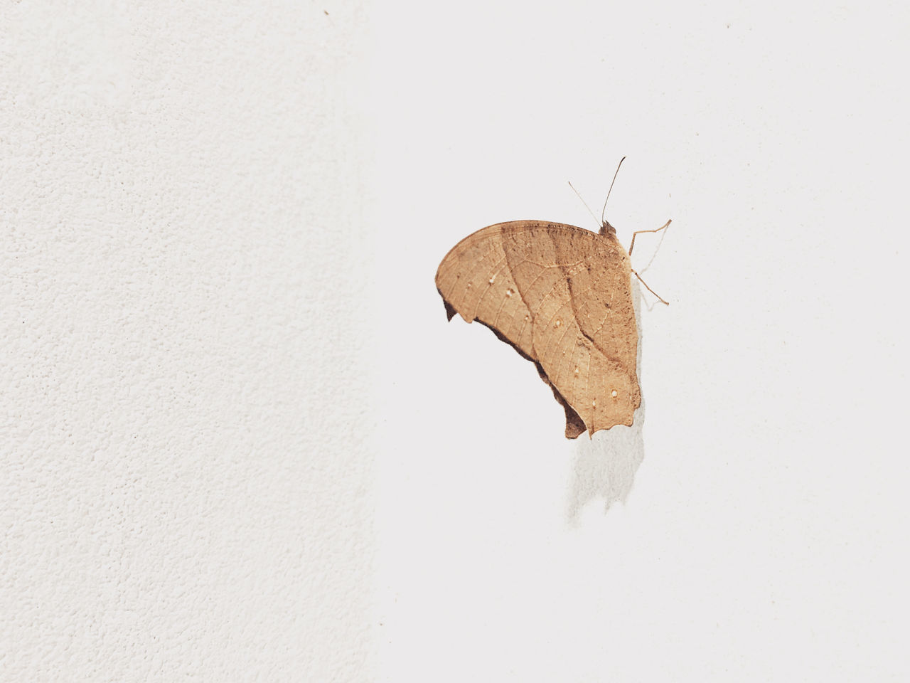 CLOSE-UP OF BUTTERFLY ON WHITE BACKGROUND AGAINST WALL