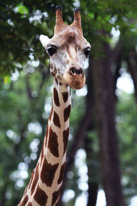 Low angle view of giraffe against trees