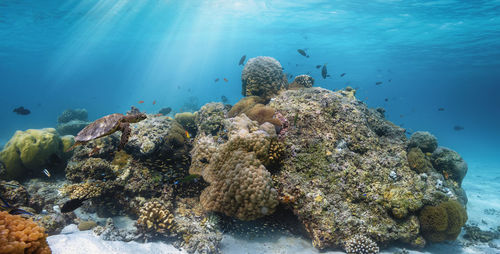 Fish swimming in sea