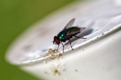 Close-up of fly