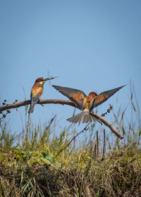 Low angle view of birds flying against sky