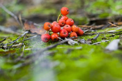 Close-up of berries on field