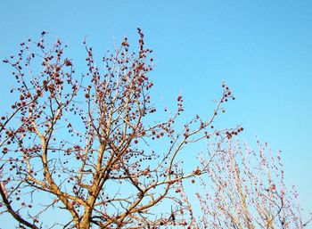 Low angle view of flowers against clear blue sky