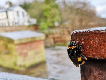 Close-up of insect on retaining wall