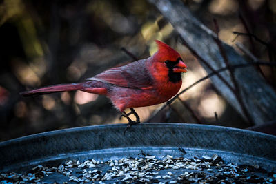 Close-up of bird perching on metal