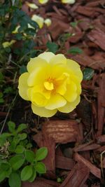 Close-up of yellow flower blooming outdoors