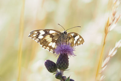 Close-up of butterfly pollinating on purple flower