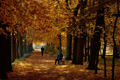 People walking on footpath during autumn