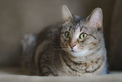 Close-up portrait of cat sitting