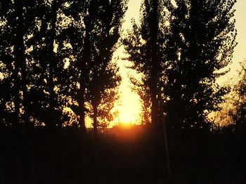 Sunlight streaming through silhouette trees in forest during sunset