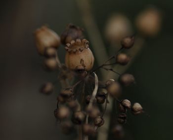 Close-up of flowers on plant