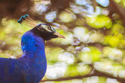 Close-up of a bird against blurred background