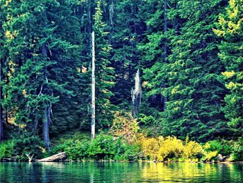 View of pine trees in forest