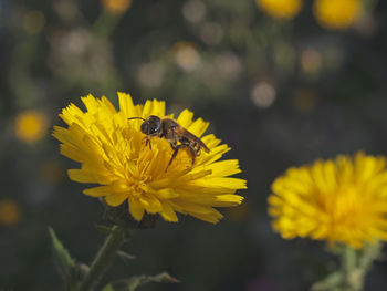 flowering plant