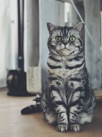 Portrait of cat sitting on floor