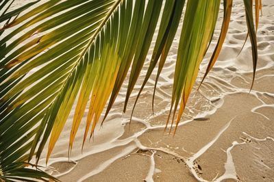 Palm trees on beach