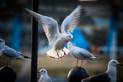 Close-up of birds flying outdoors