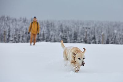 Dog standing on snow covered landscape during winter