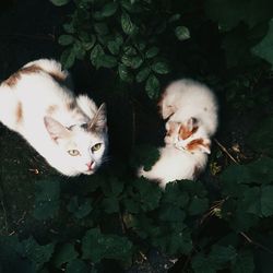 High angle view of cat sitting on plant