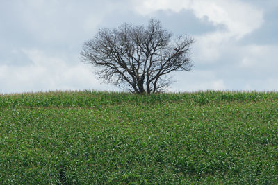 Bare tree on field against sky