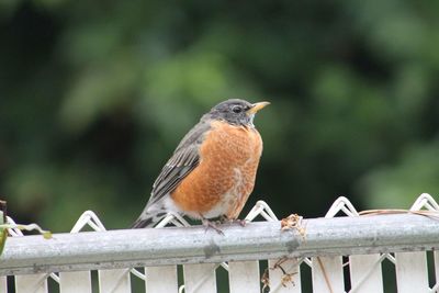 Baby robin perched on the fence